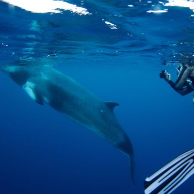 diver-swimming-with-Minke-Whales