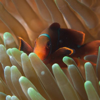 spirit-of-freedom-anemone-and-clownfish