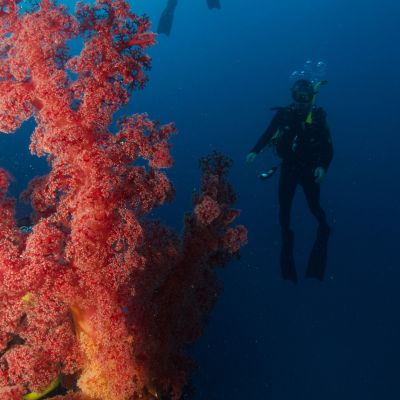 spirit-of-freedom-coral-and-divers