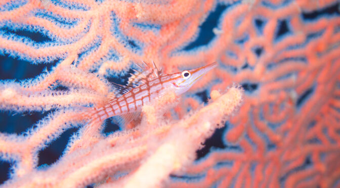 spirit-of-freedom-coral-and-fish