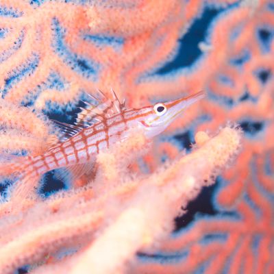 spirit-of-freedom-coral-and-fish
