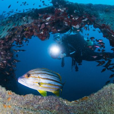 Dive the Great Barrier Reef with Australia's best liveaboard