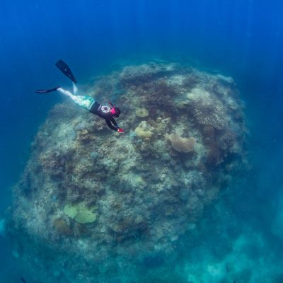 Snorkeller surveys reef for third Great Reef Census - Nicole McLachlan for Citizens GBR